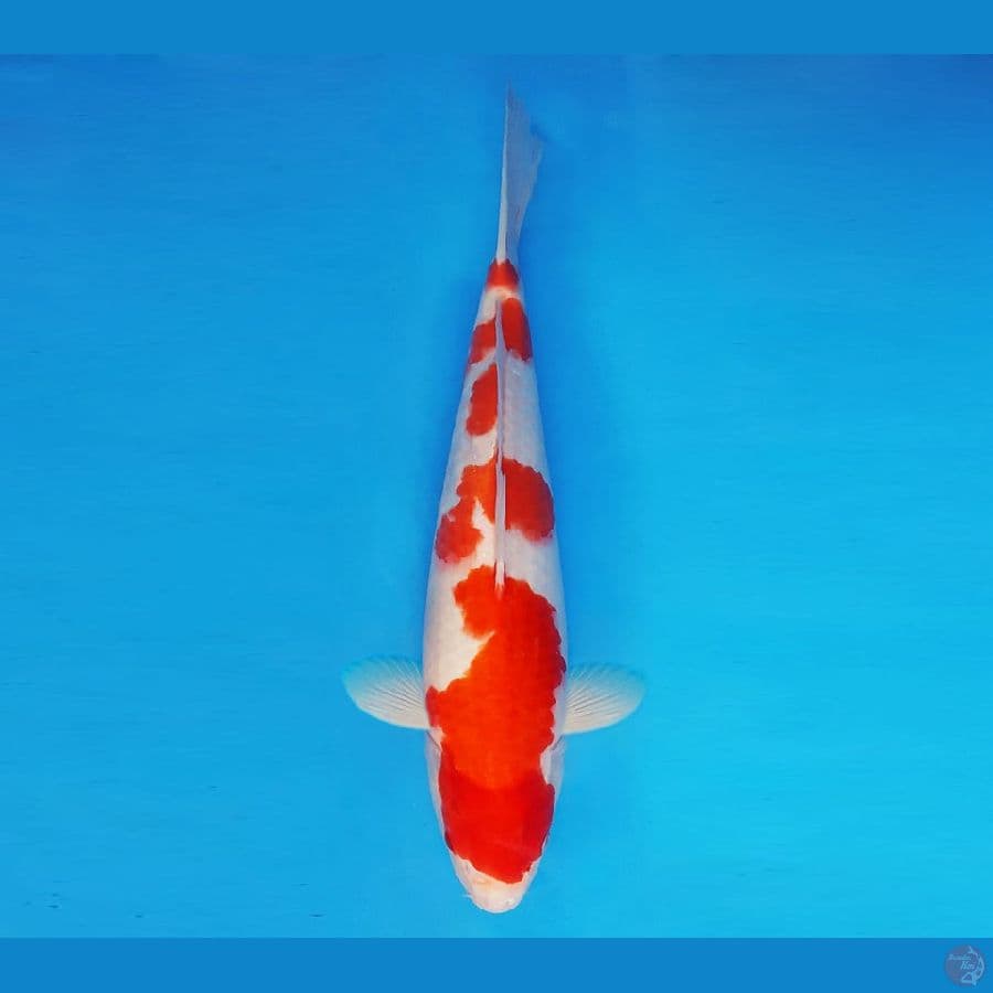HANAMASA 13 ~ Kohaku 39 cm/fm ™