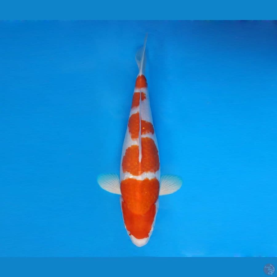 HANAMASA 14 - Kohaku 38 cm/fm ™