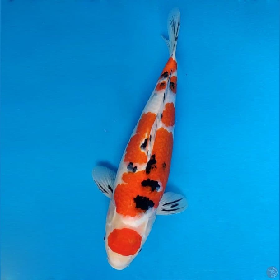 HANAMASA 10 ~ Maruten Sanke 40 cm/fm ™