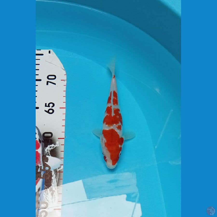 Kohaku 17cm™