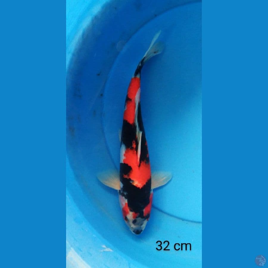 showa mantul 32 cm