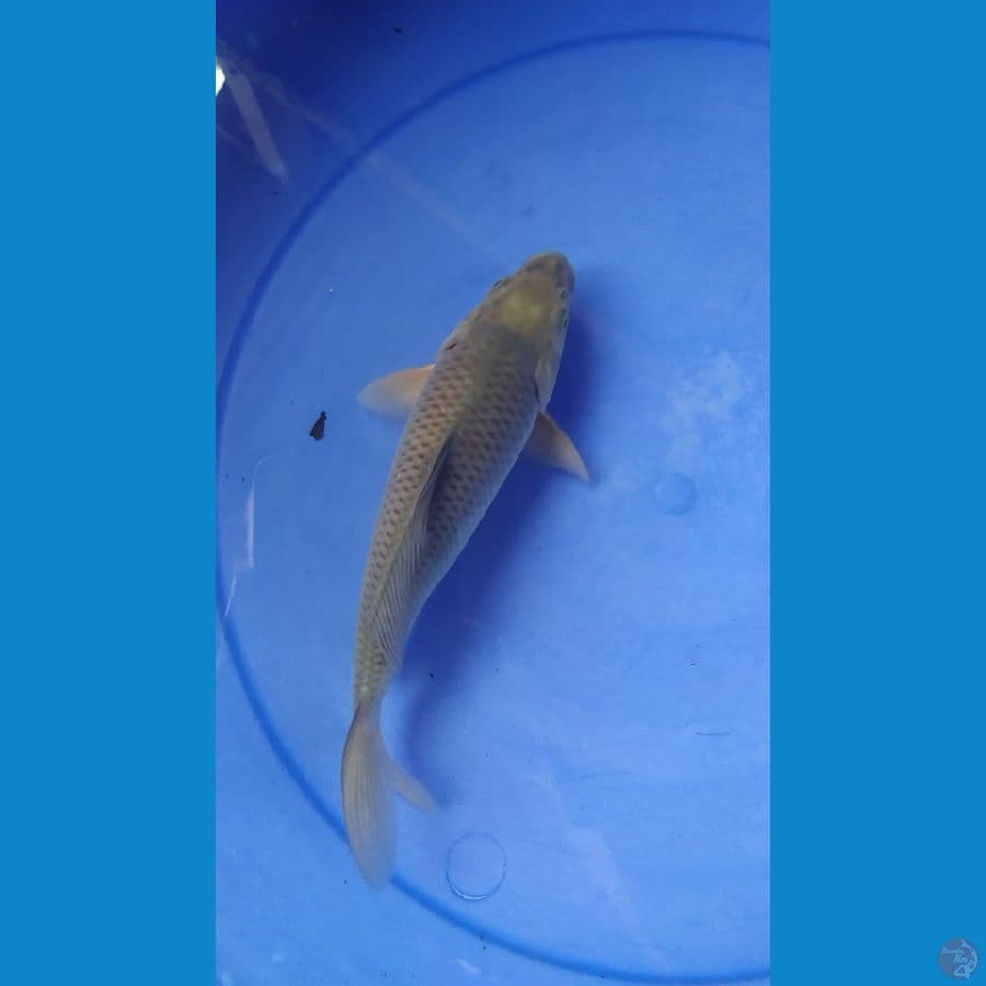 shoragoi munuk 25cm