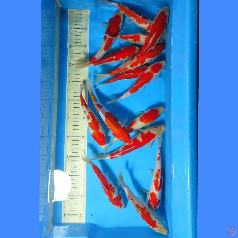 KOHAKU 15 EKOR SIZE 18-22CM