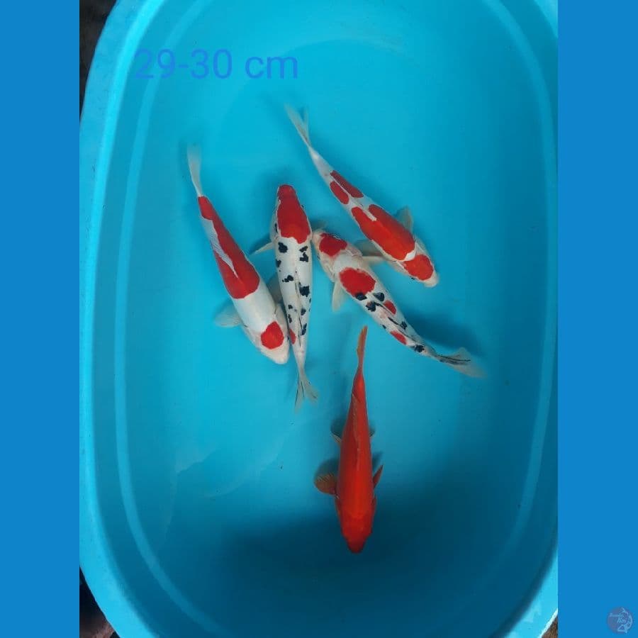 paket mix