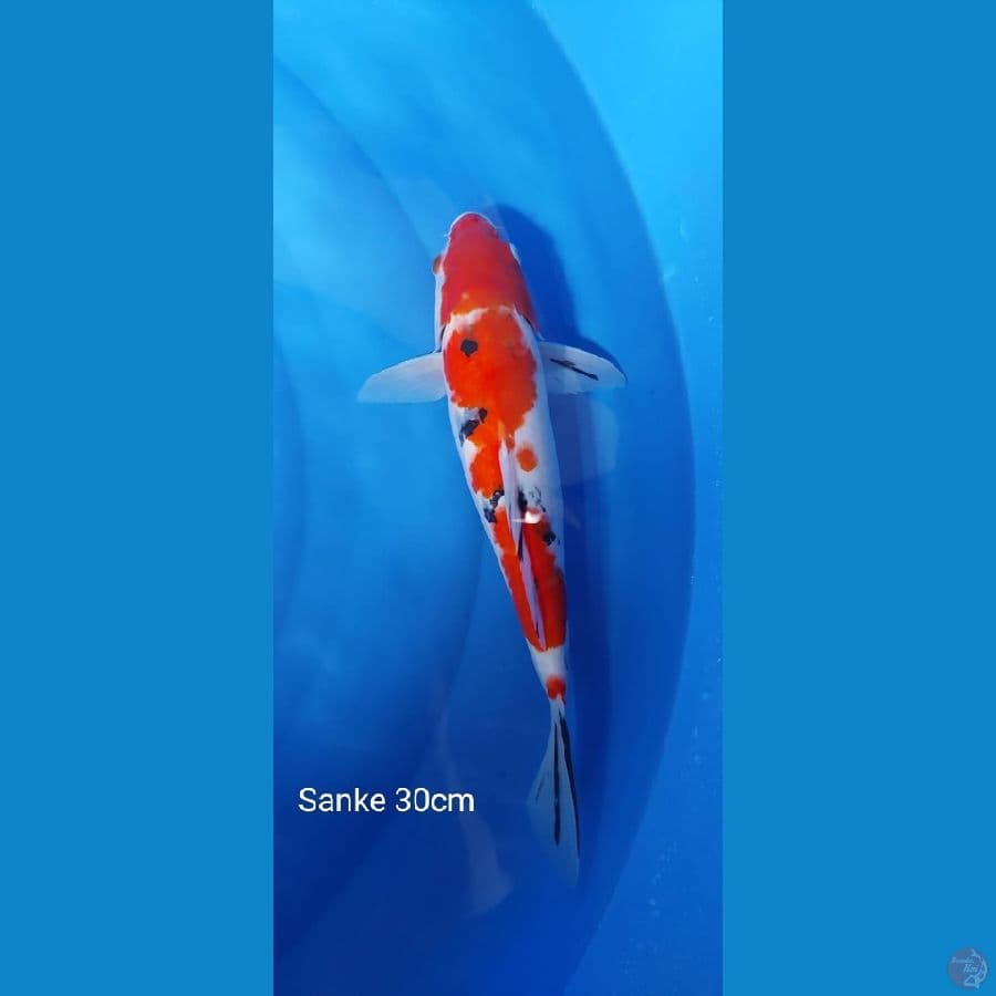 Sanke 30cm