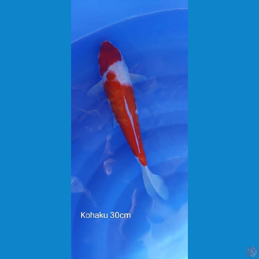 Kohaku 30cm