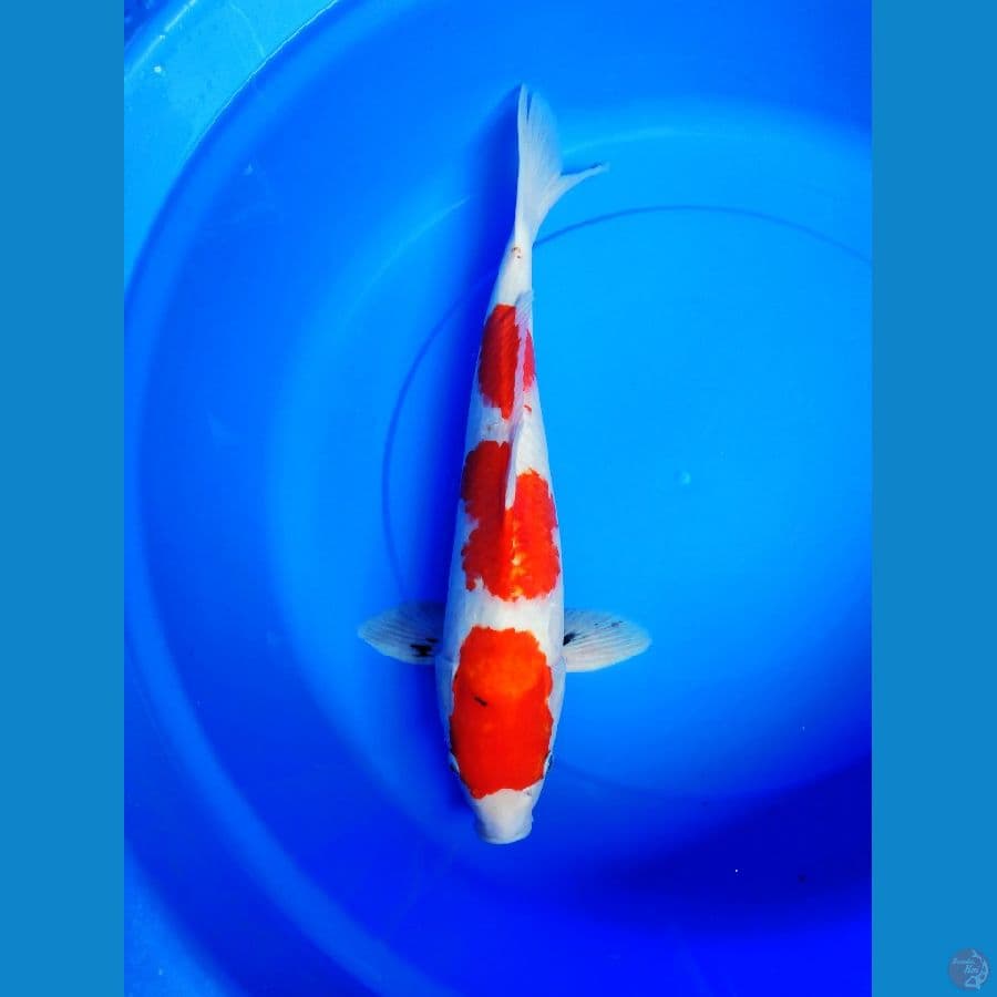 showa tategoi M 47 cm