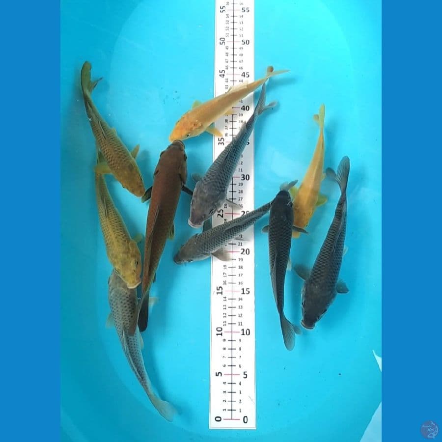 Penjinak 18-25cm 10Pcs