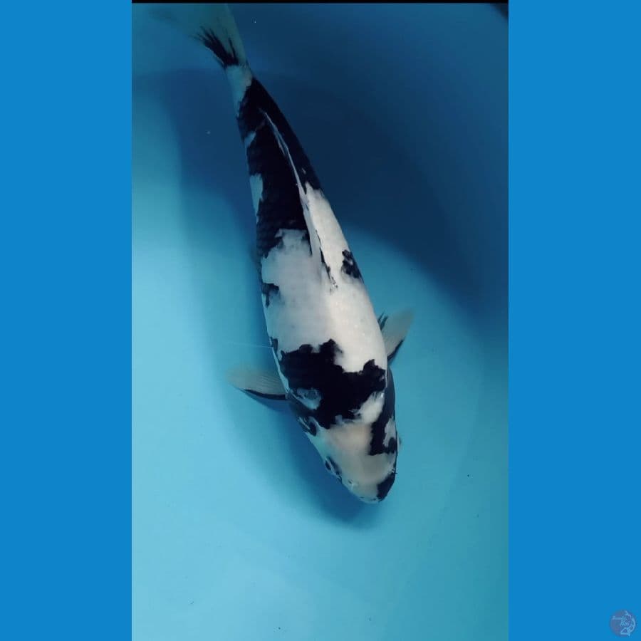 SHIRO 32CM MALE
