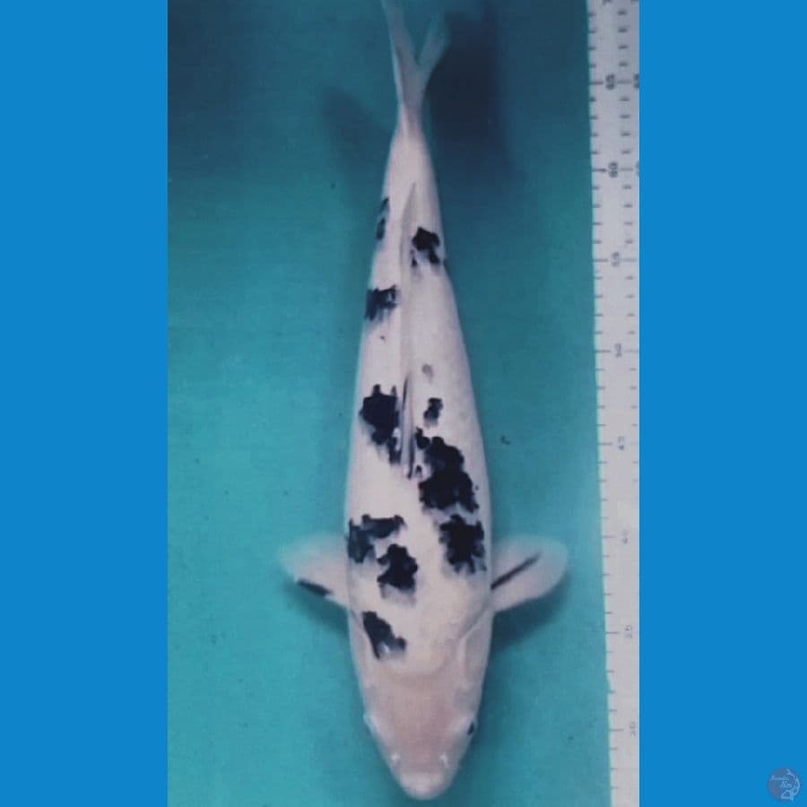 beko 42 cm male