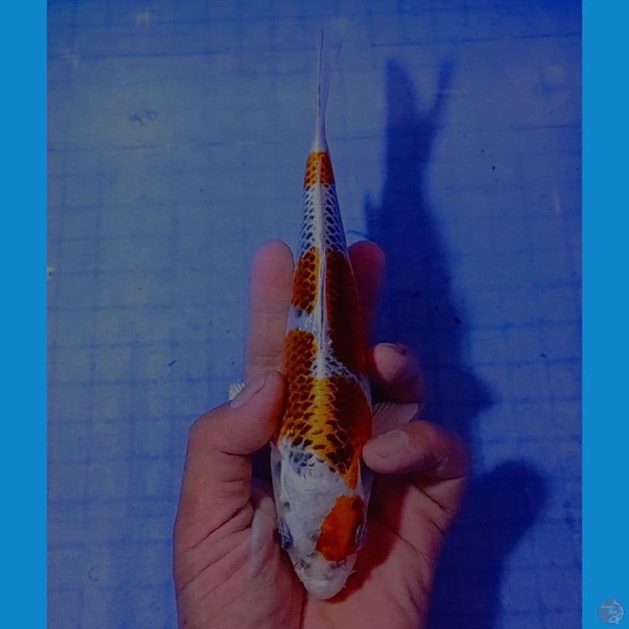 20 cm kujaku