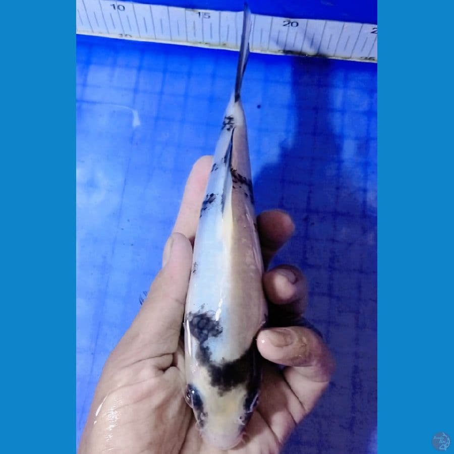 tategoi 19 cm