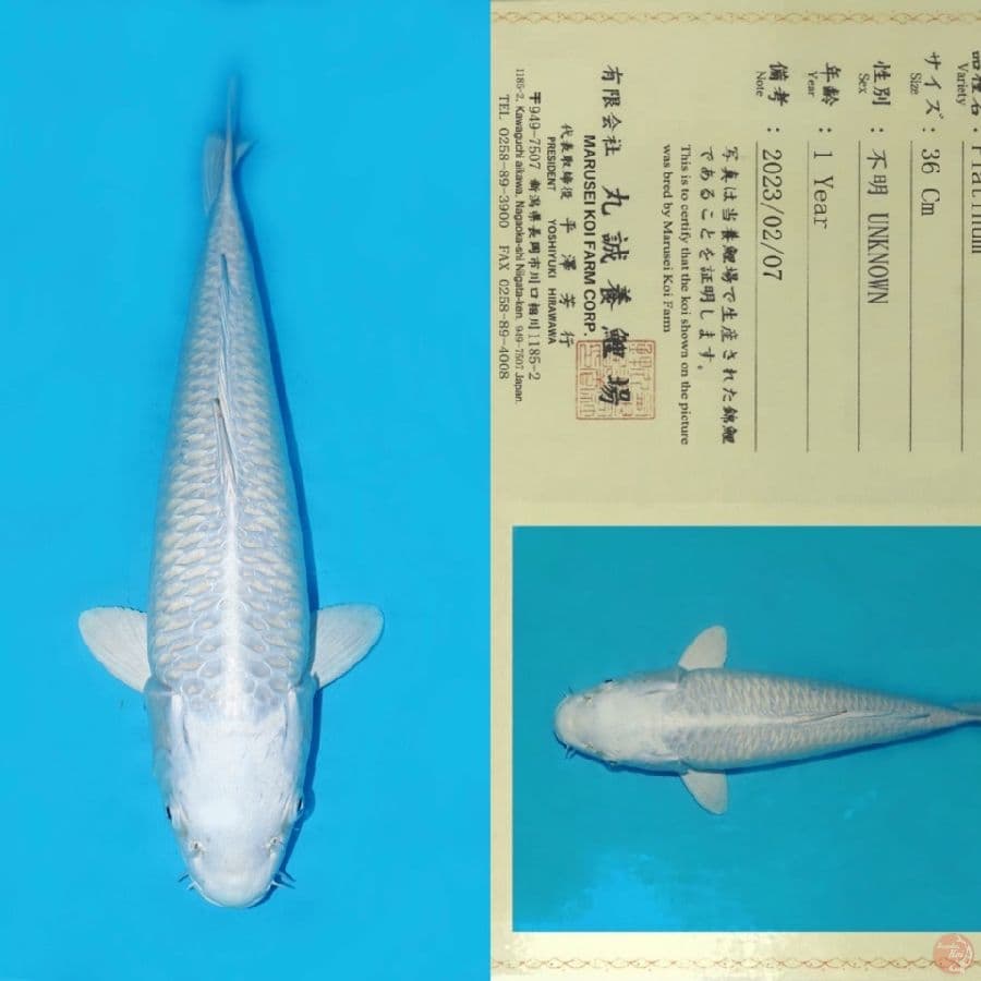 MARUSEI PLATINUM HQ 45CM (koleksi pribadi)