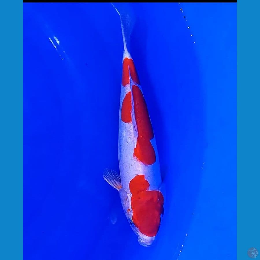 30 cm pure doitsu