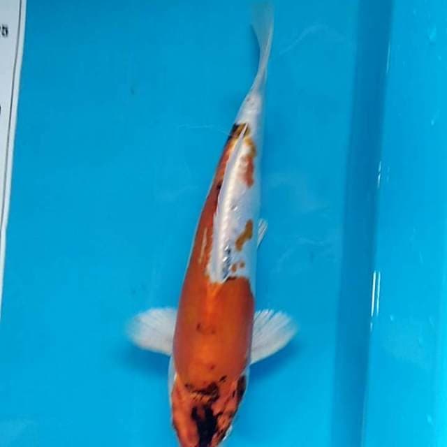 Kin kiko