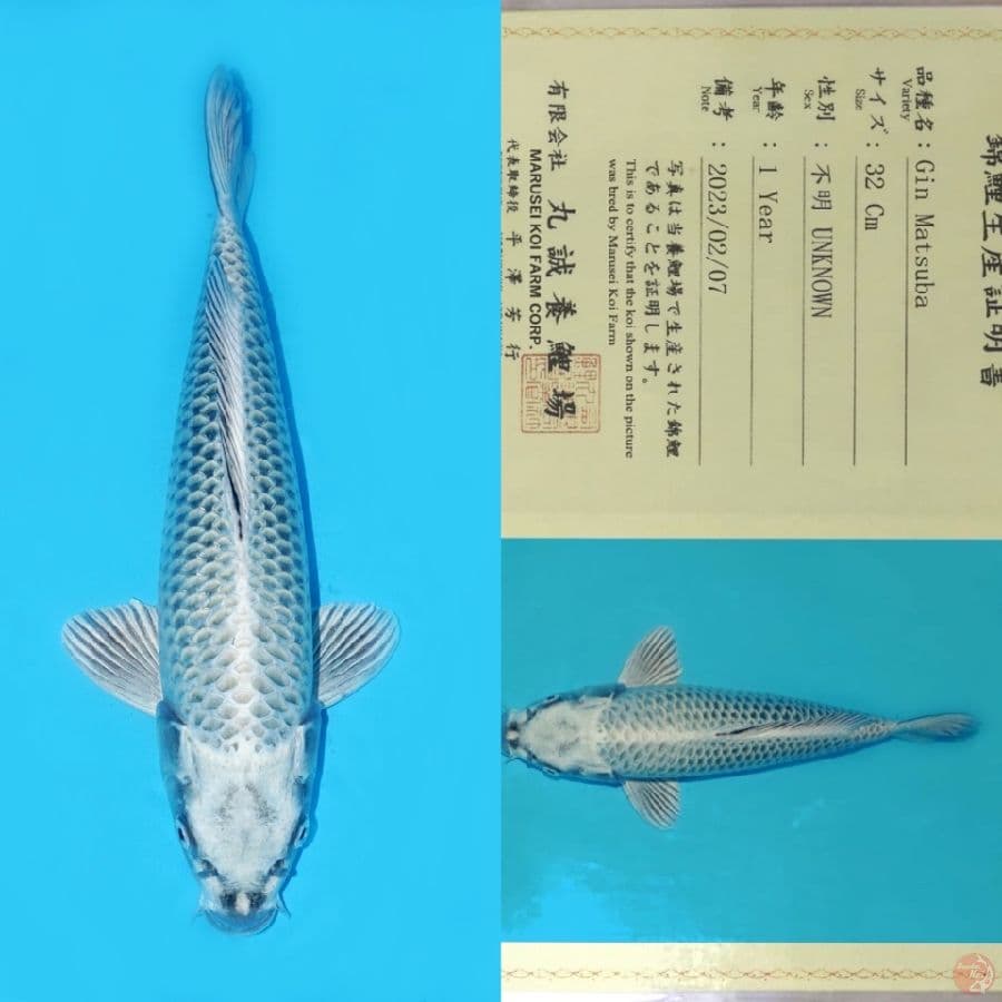 MARUSEI GIN MATSUBA HQ 40CM (koleksi pribadi)