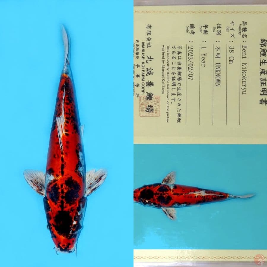 MARUSEI BENI KIKOKURYU 46CM (koleksi pribadi)