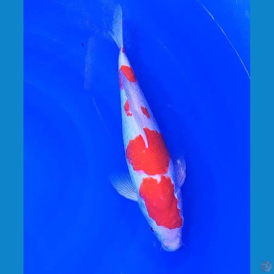 sandan kohaku 33 cm