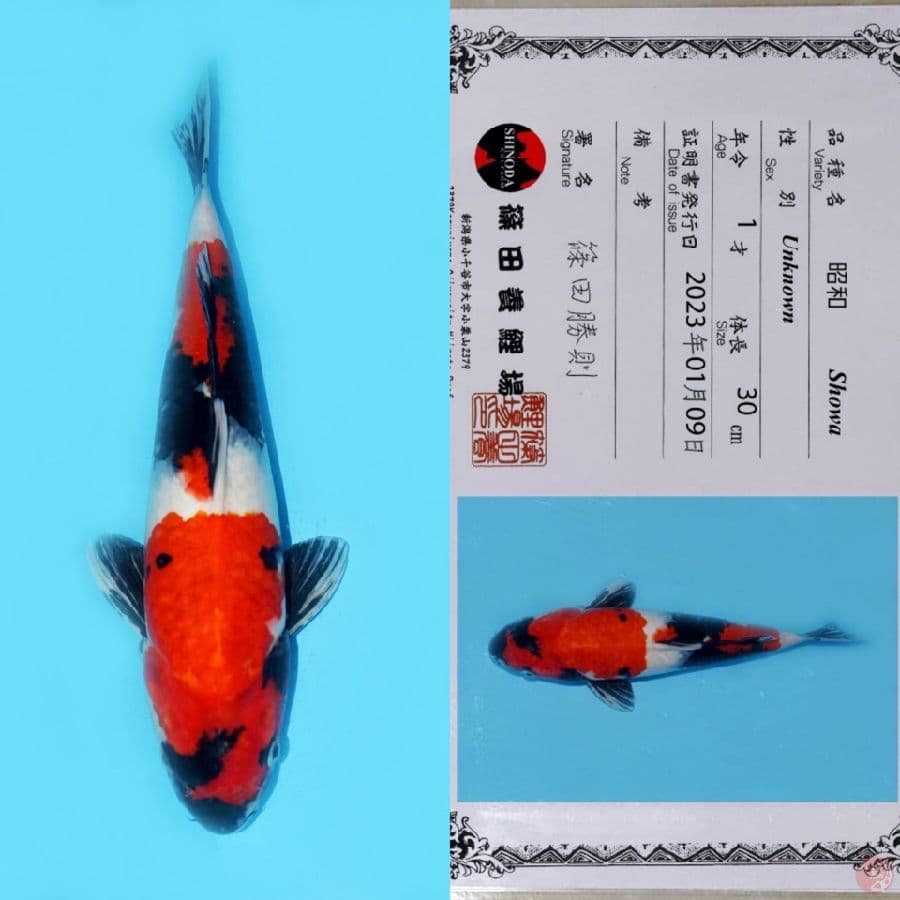 SHINODA NIDAN SHOWA HQ 38CM