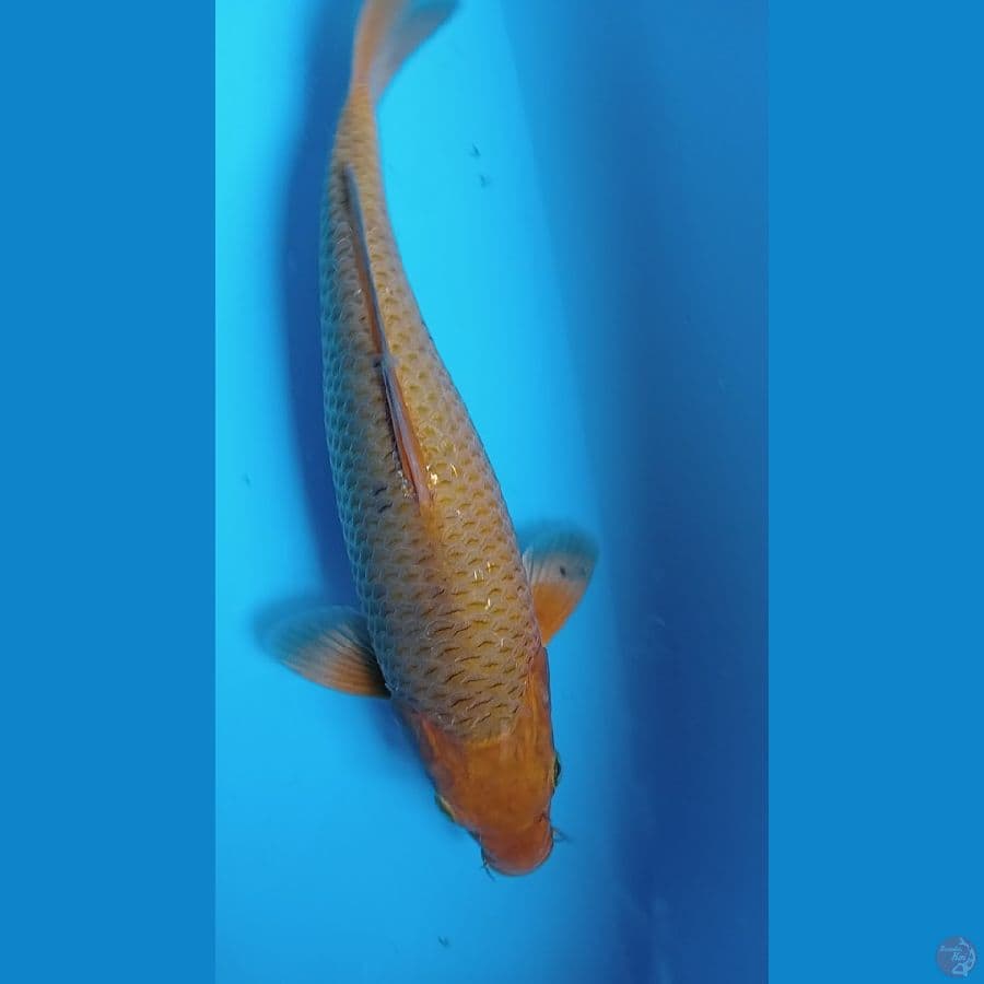 Karamel