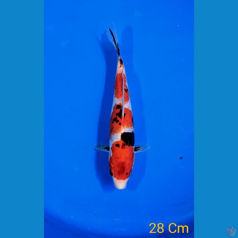 SHOWA 28CM