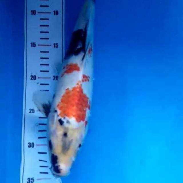 Showa kanoko 31cm