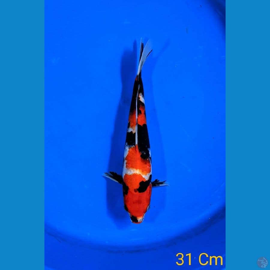 SHOWA 31 CM MALE