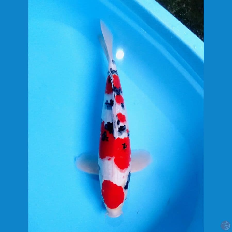 taisho sanke 41cm (male)