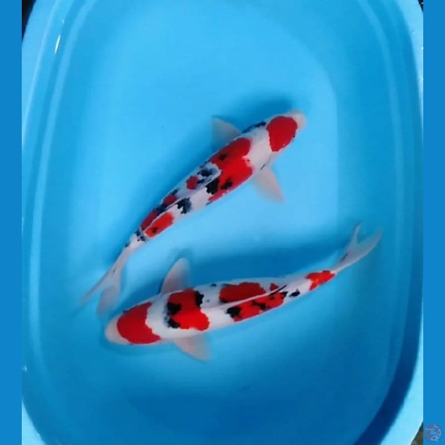 original taisho sanke strong sz all 41cm (all jantan)