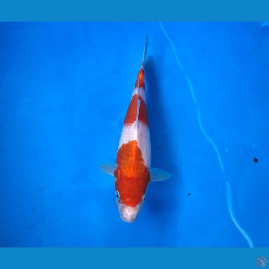 kohaku 20cm