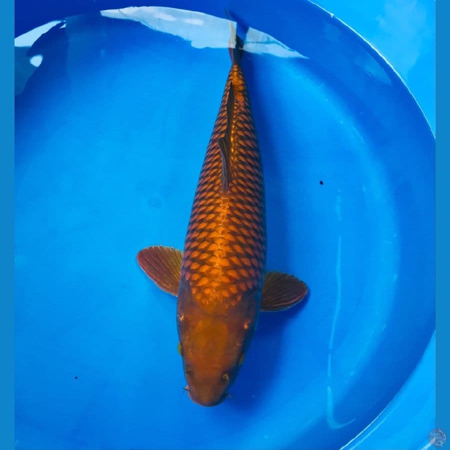 chagoi ring rapi 43cm