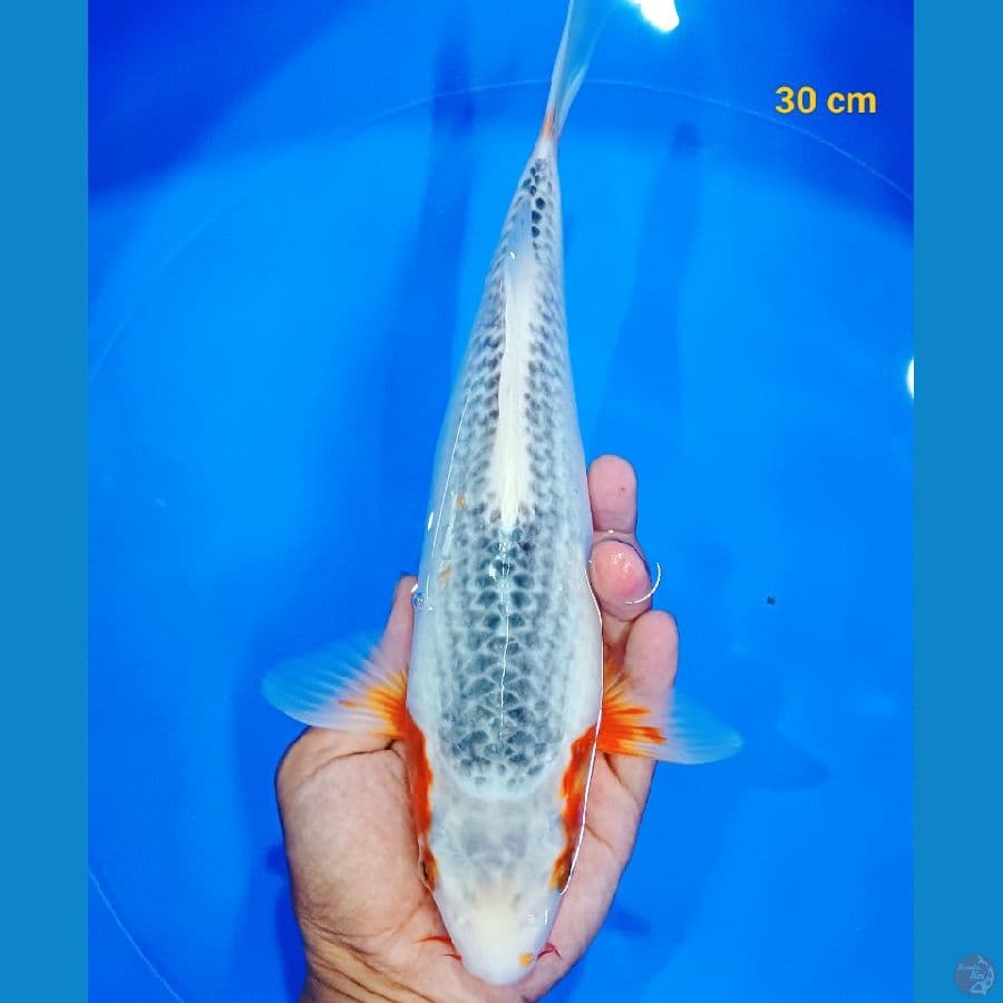 asagi munuk 30 cm