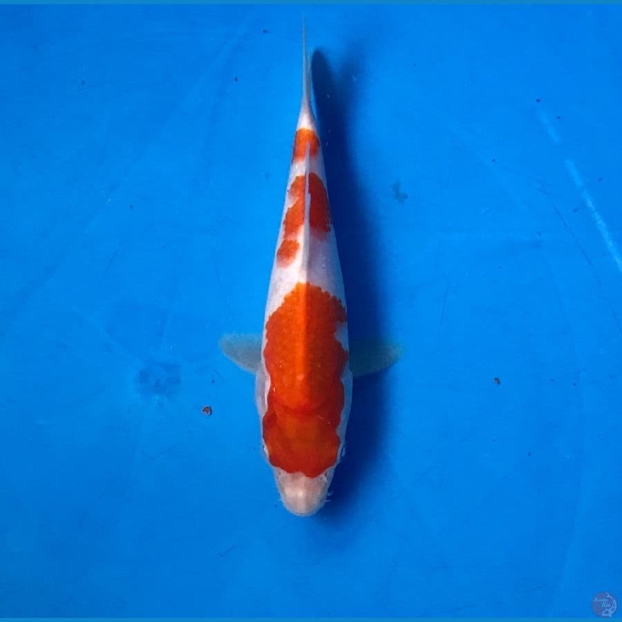kohaku 16cm