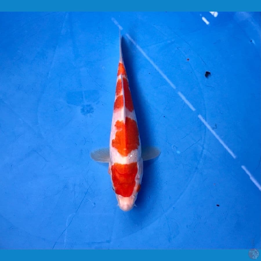 kohaku 20cm