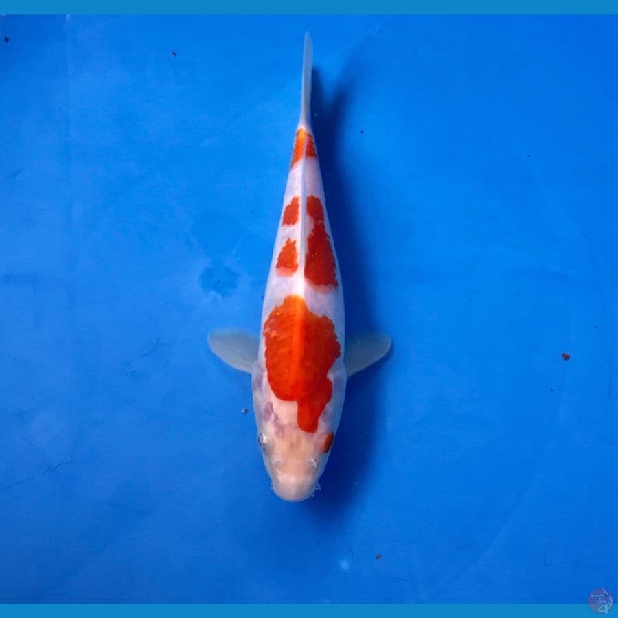 kohaku 18cm