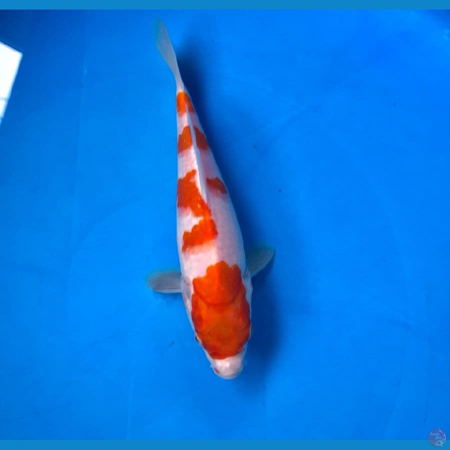 kohaku 20cm