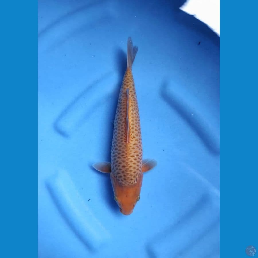 caramel 28 cm