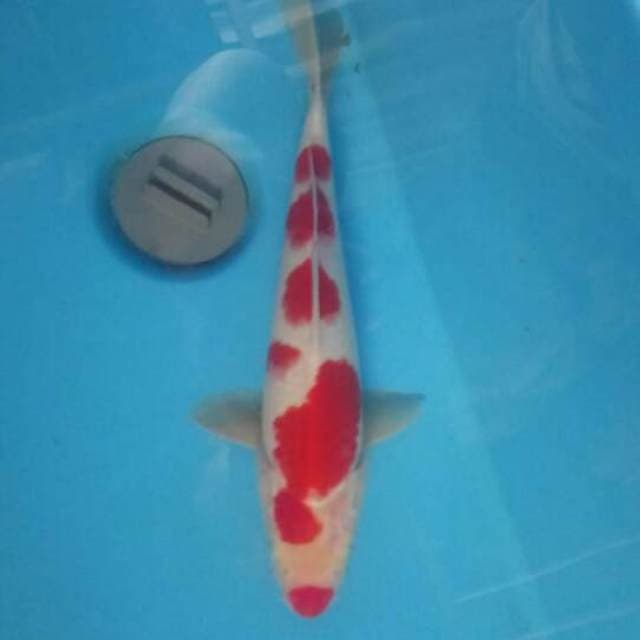 Kohaku