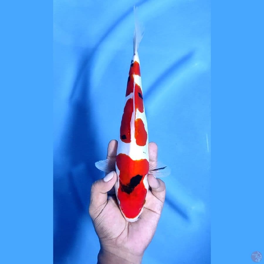 29CM # DOITSU MURNI - F