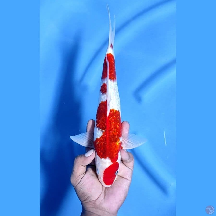 31CM # KOROMO GINRIN - M