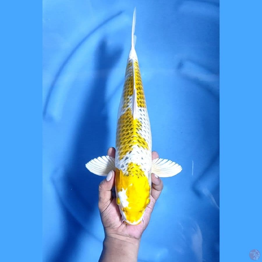 42CM # KI KUJAKU ISTIMEWA - M