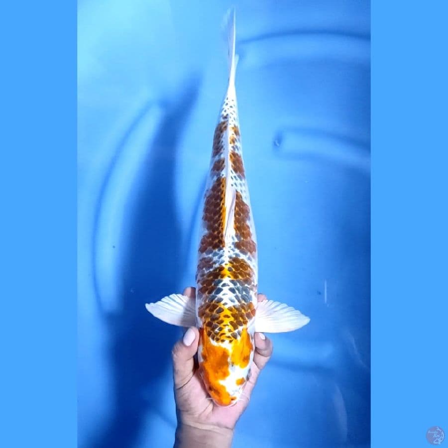 43CM # KUJAKU JUMBO - F