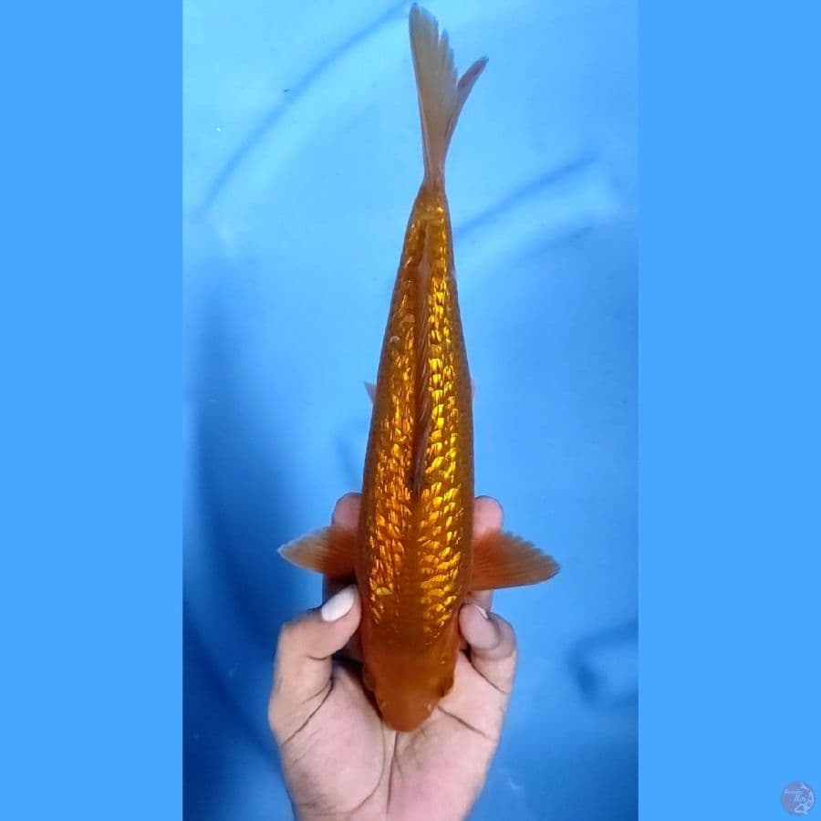 28CM # TEMBAGA GINRIN - M
