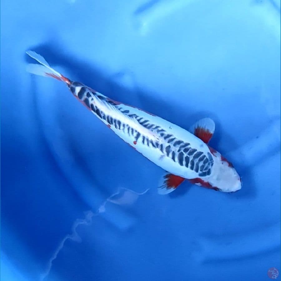 40CM # BULDOZERR SHUSUI - F