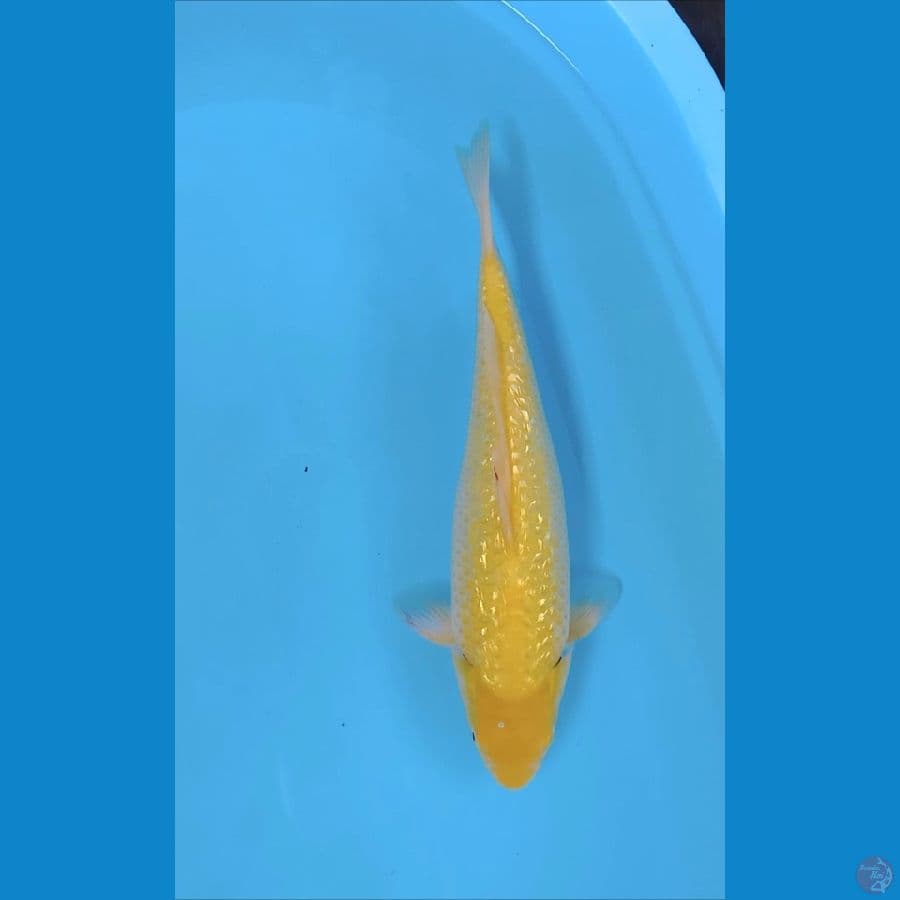 karasi mengo 40cm