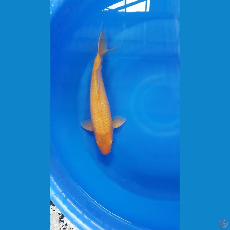 Caramel male 41 cm