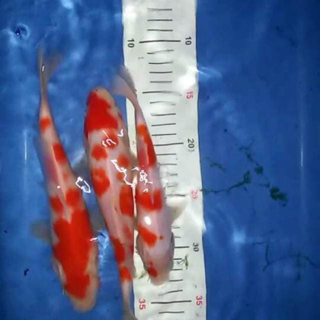 Trimaskentir Kohaku