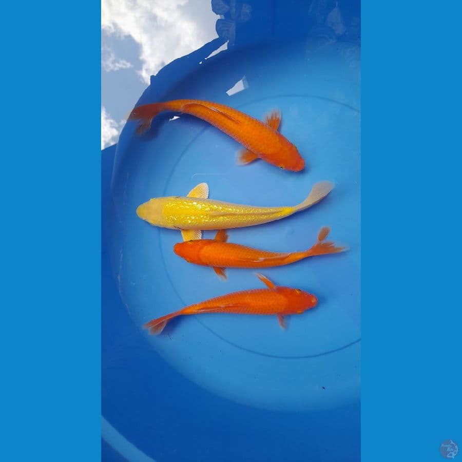 paket Beni karasi 22-24cm