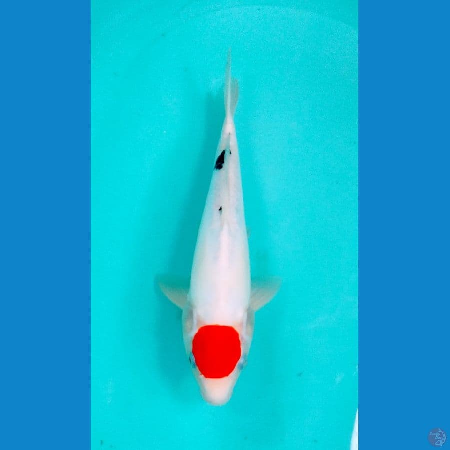 tategoi tancho showa doitsu ±35cm