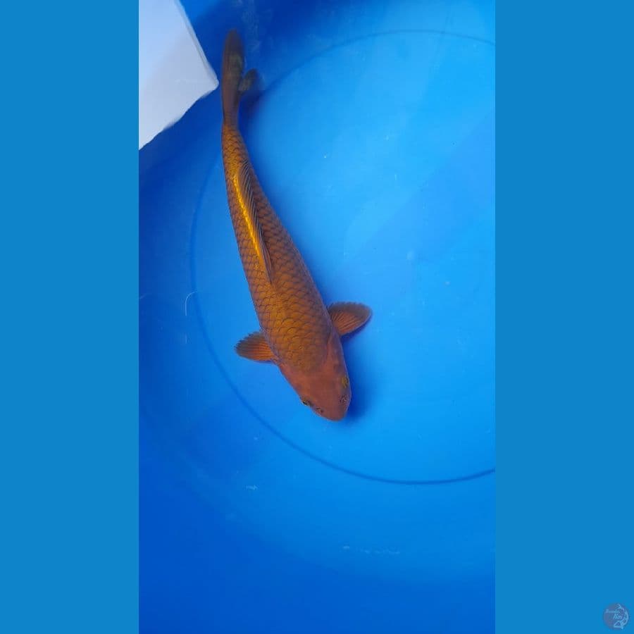 Chagoi net jelas 29cm